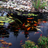 Shop Water Garden Basics